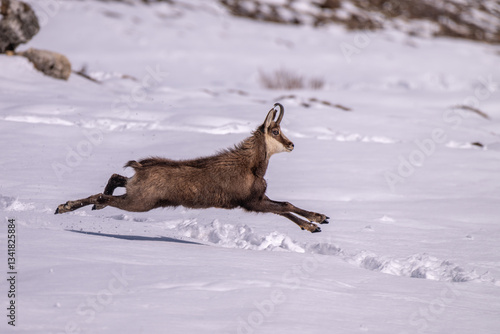 Obraz na płótnie Male Alpine chamois running across a snowy Alpine meadow with all paws raised off the ground. Alps Mpuntains. Species: Rupicapra rupicapra. w salonie