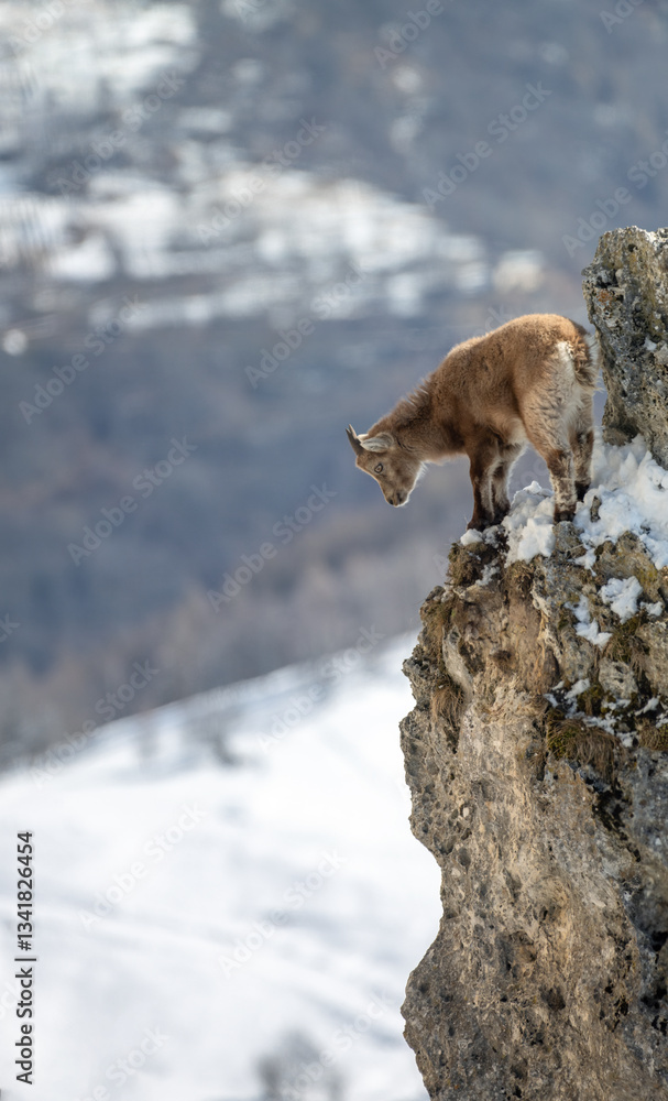Baby Alpine ibex or wild mountain goat, looking down from a rock tower jutting into the void. Species: Capra ibex. Place: Italian Alps.