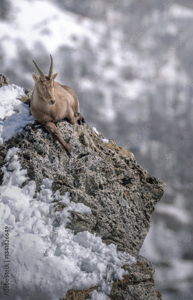 The incredible concept of comfort of the Alpine Ibex, which takes a nap in the warmth of the sun, lying at the top of a rock tower jutting out into the void. Italian Alps, species: Capra ibex.