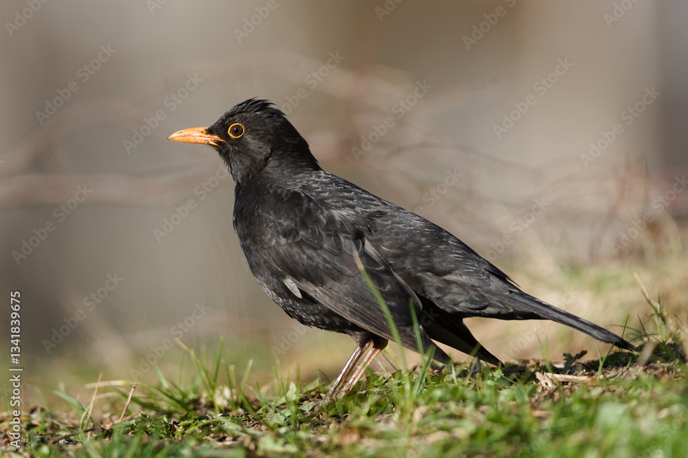 Obraz premium Eurasian blackbird aka the common blackbird or turdus merula with funny hair in the grass. Common bird in Czech republic.