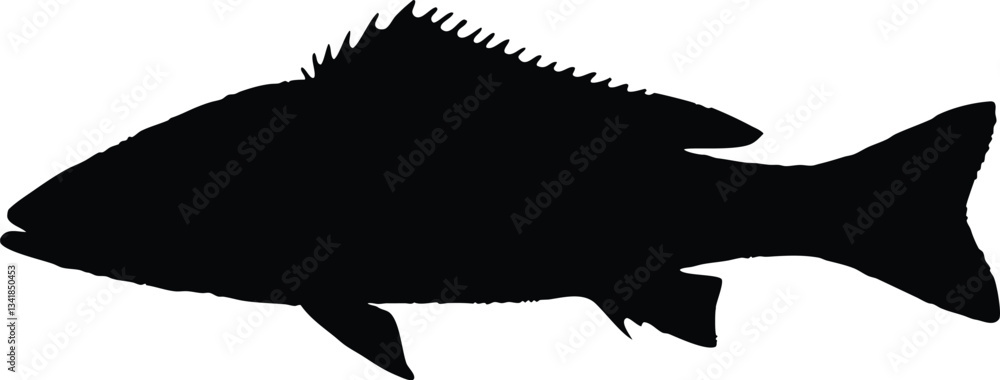 Red drum fish silhouette vector, fish black silhouette Red drum fish silhouette vector, fish black silhouette