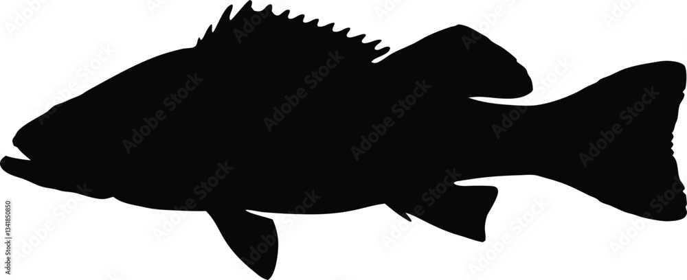 Red drum fish silhouette vector, fish black silhouette Red drum fish silhouette vector, fish black silhouette