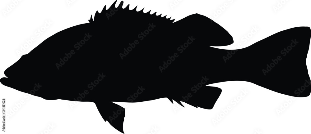 Red drum fish silhouette vector, fish black silhouette Red drum fish silhouette vector, fish black silhouette