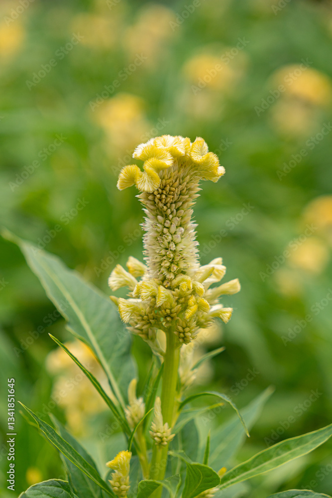 Close-up of a yellow cockscomb flower (Celosia cristata) with a unique, textured bloom. The soft-focus green background enhances the intricate details of the plant, creating a vibrant and natural scen Close-up of a yellow cockscomb flower (Celosia cristata) with a unique, textured bloom. The soft-focus green background enhances the intricate details of the plant, creating a vibrant and natural scen