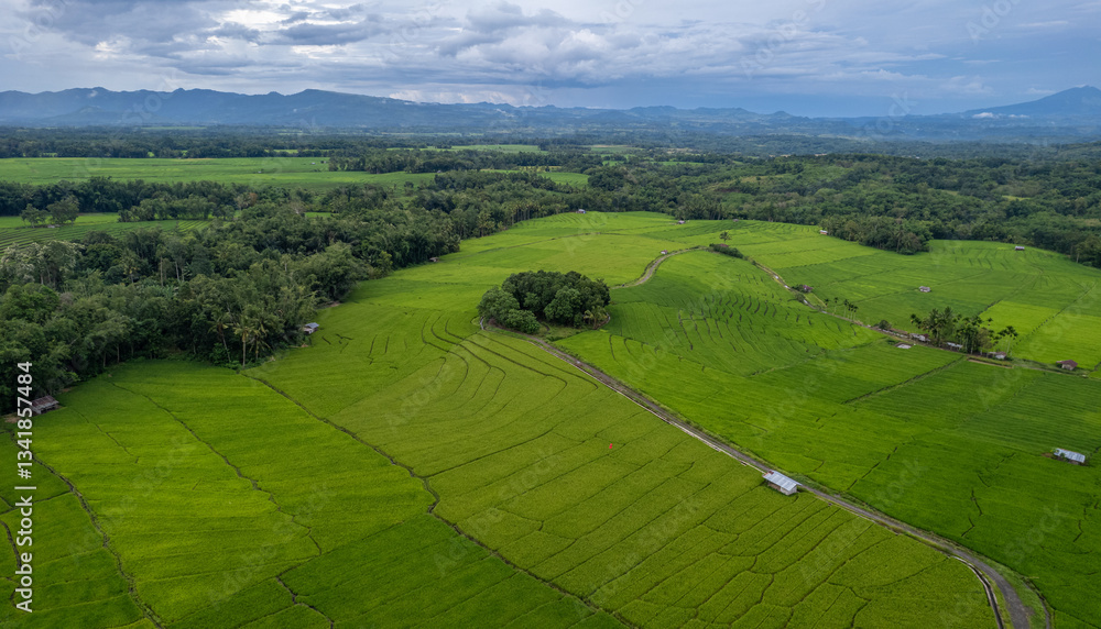 Fototapeta premium A breathtaking aerial view of vibrant green rice fields stretching across the rural countryside. The terraced farmland, surrounded by tropical vegetation, reflects sustainable agriculture and natural