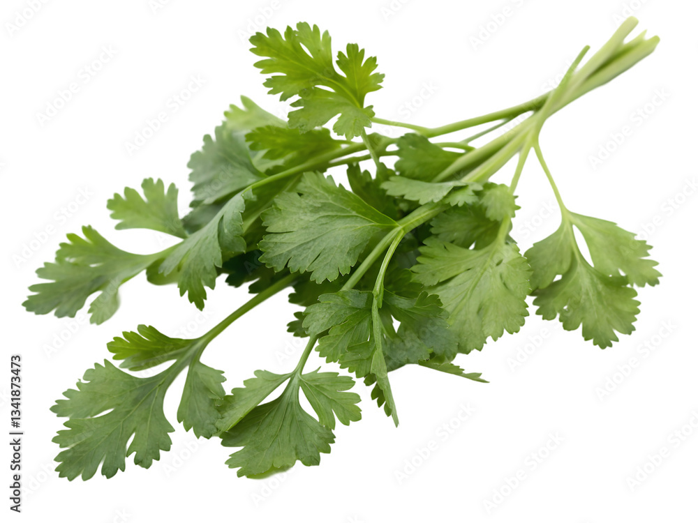 parsley isolated on white parsley isolated on white