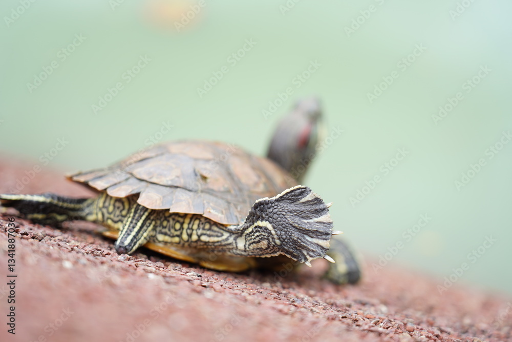 Fototapeta premium The Red-Eared Slider is one of the most popular pet turtles in the world. It is a semi-aquatic species native to the southern United States but has become an invasive species in many other regions 