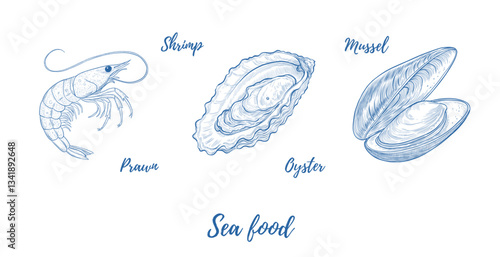 Vector shrimp, oyster, mussel line art illustration, graphic sea food, style of old engraving, vintage, realistic Fish. Great for menu designs, Ideal for menus, food branding, packaging and summer des