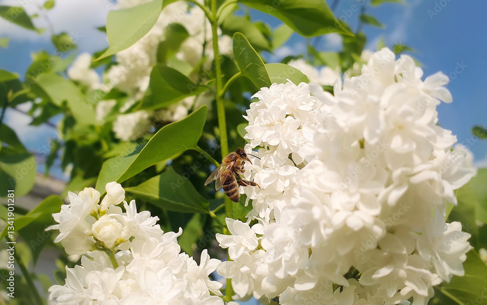 Close up of a diligent honey bee collects nectar from a blooming Syringa vulgaris, white lilacs bush. Little, black and golden, busy bee picks pollen from blossoming flowers. Early spring background. Close up of a diligent honey bee collects nectar from a blooming Syringa vulgaris, white lilacs bush. Little, black and golden, busy bee picks pollen from blossoming flowers. Early spring background.