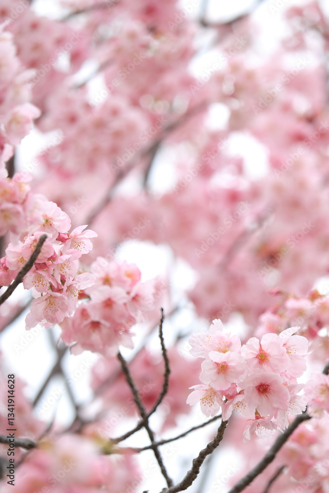 ピンクの桜 日本 ピンクの桜 日本