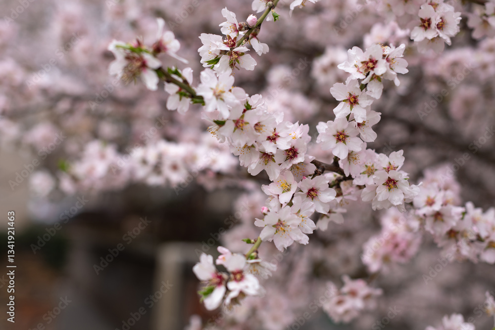 close up large pink almond flowers in spring in a city close up large pink almond flowers in spring in a city
