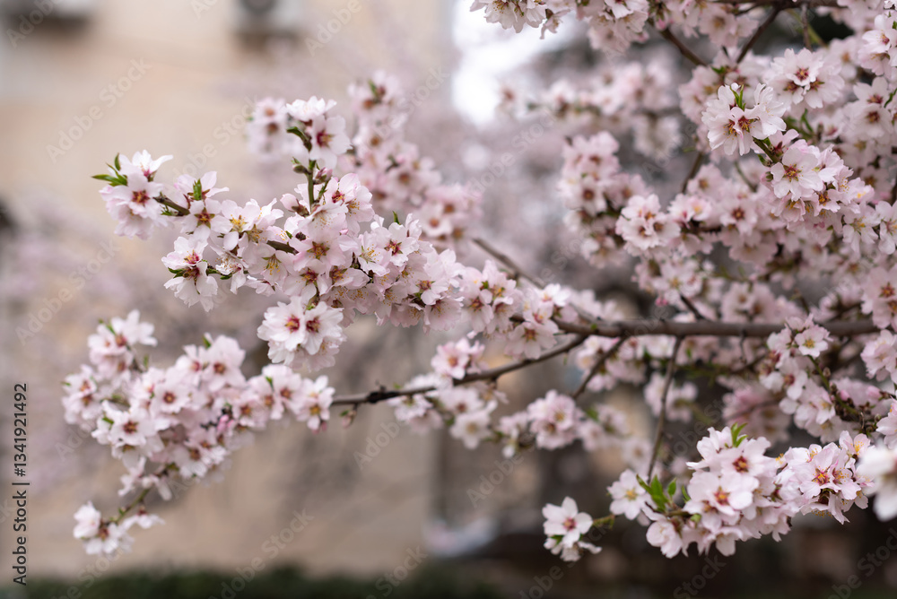 close up large pink almond flowers in spring in a city close up large pink almond flowers in spring in a city
