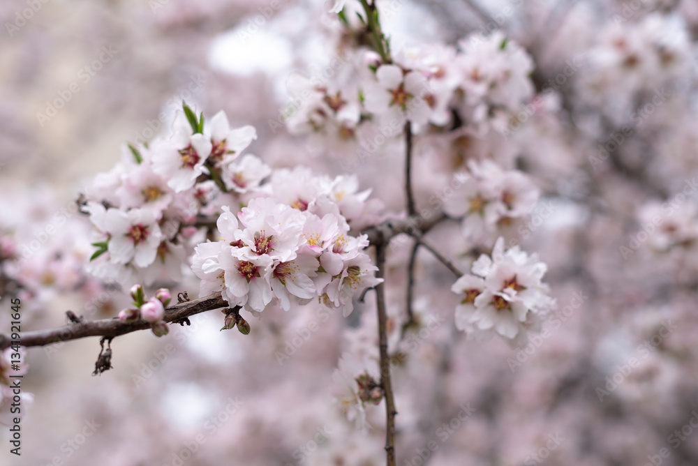 close up large pink almond flowers in spring, copy space close up large pink almond flowers in spring, copy space