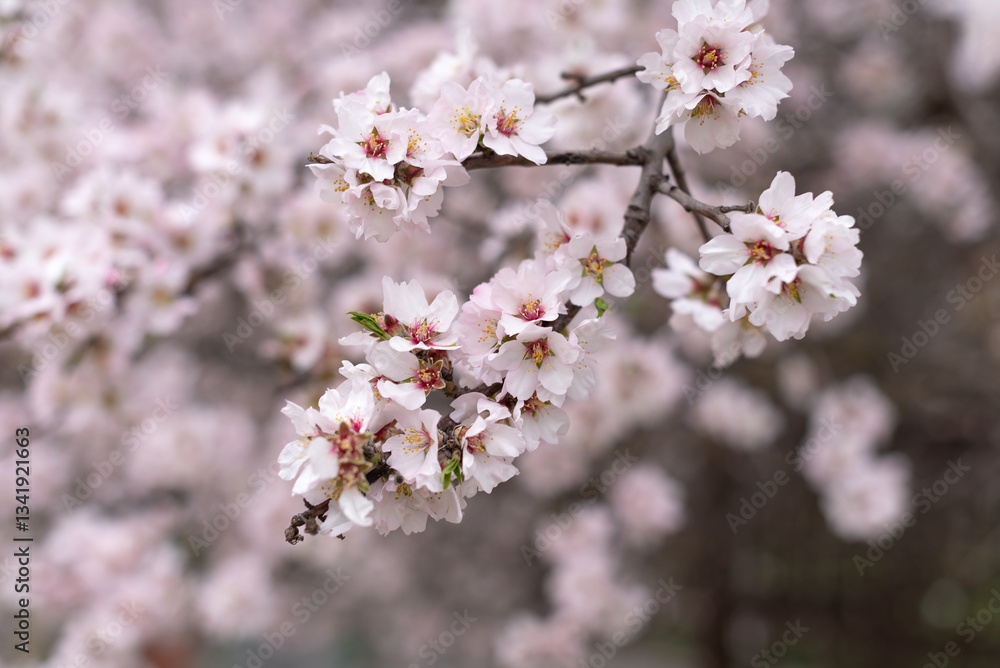 close up large pink almond flowers in spring, copy space close up large pink almond flowers in spring, copy space