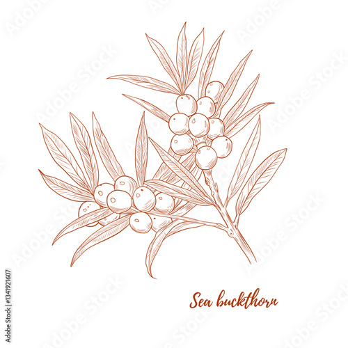 Vector sea buckthorn plant branch with berries line art illustration, graphic line. Buckthorn healthy berries. Ginger piece for tea. Engraving. Ingredient. Great for any designs, textile, art, walls, 