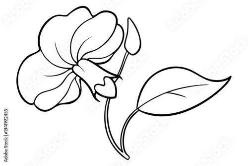 sweet pea flower line art silhouette vector illustration