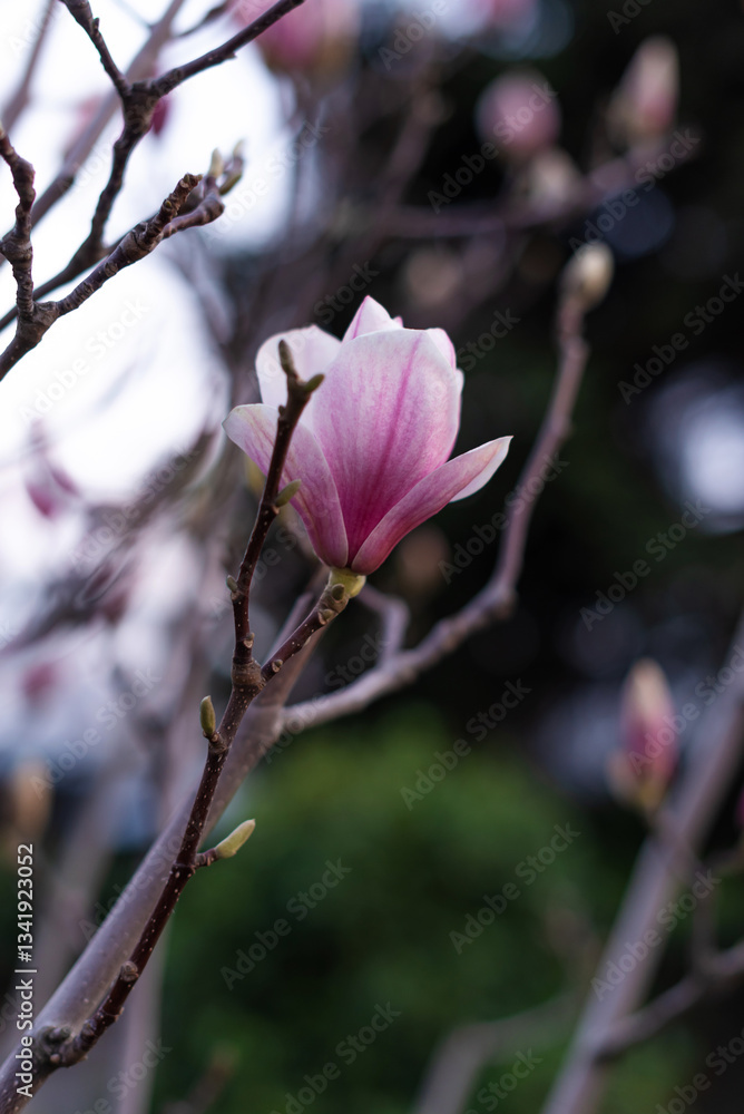Close-up Lovely Pink Bud Spring Blossoming Magnolia, Vertical Close-up Lovely Pink Bud Spring Blossoming Magnolia, Vertical