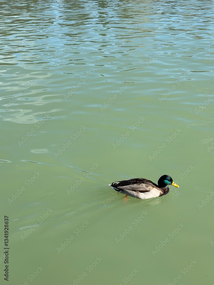 Fototapeta premium duck