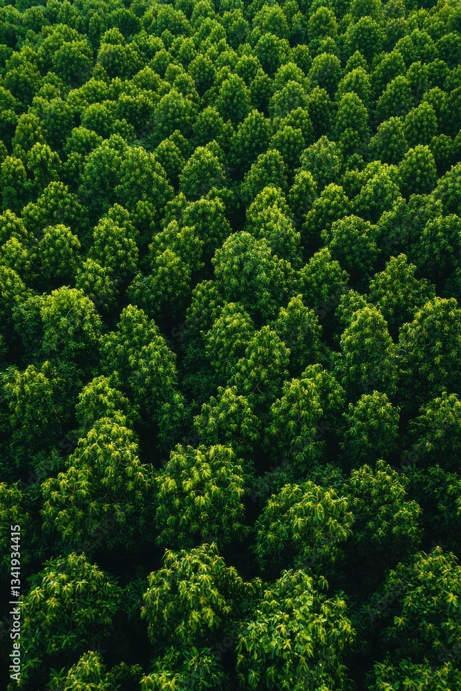 Aerial view of a lush green forest with treetops extending to the horizon Aerial view of a lush green forest with treetops extending to the horizon