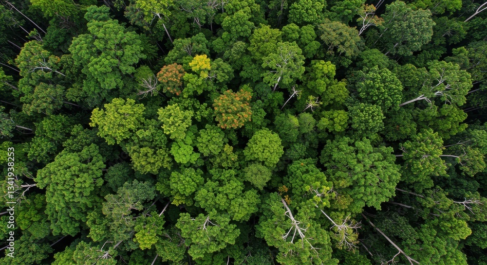 Naklejka premium Aerial view of lush green forest with diverse tree canopies and texture