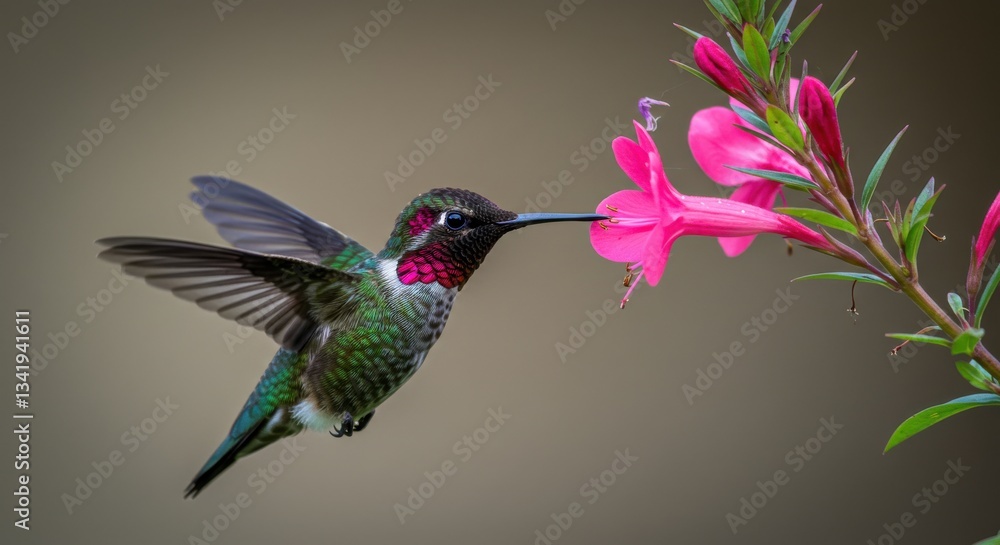 Fototapeta premium Vibrant hummingbird hovering near pink flowers in a serene garden setting