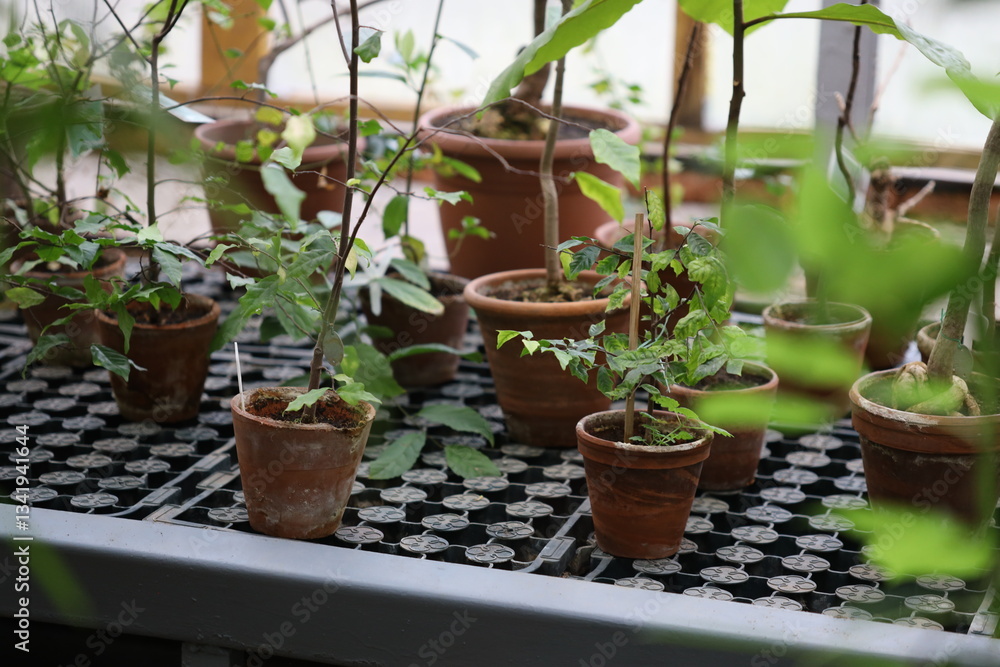 A table with pots and plants inside.