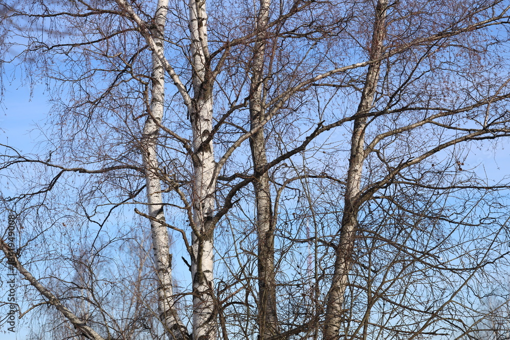 A pair of trees standing close together, often found in natural environments. A pair of trees standing close together, often found in natural environments.