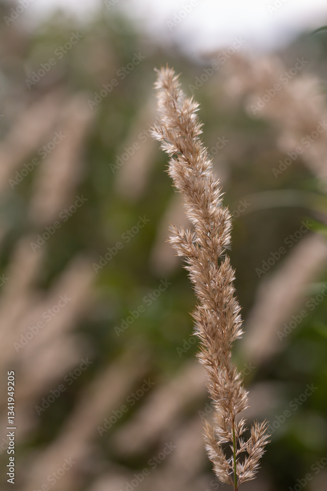 The spikelet blooms in the sunlight on a summer day. Dry blade of grass macro photography in summer. The spikelet blooms in the sunlight on a summer day. Dry blade of grass macro photography in summer.