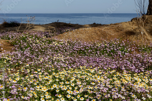 Close-up view of spring meadow (Greece)