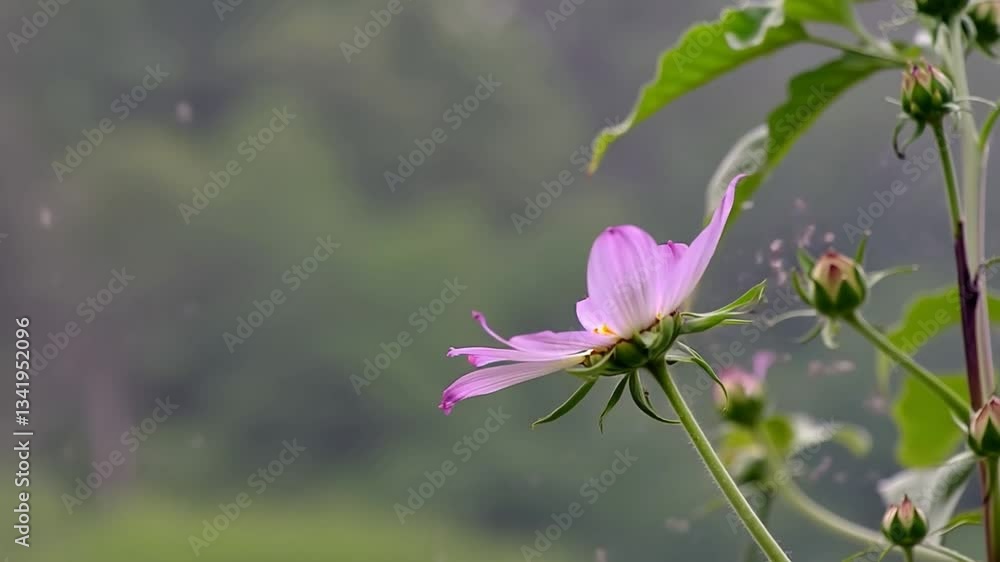 Delicate Pink Flower in Soft Focus with a Green Natural Background and Gentle Rain Drops Delicate Pink Flower in Soft Focus with a Green Natural Background and Gentle Rain Drops