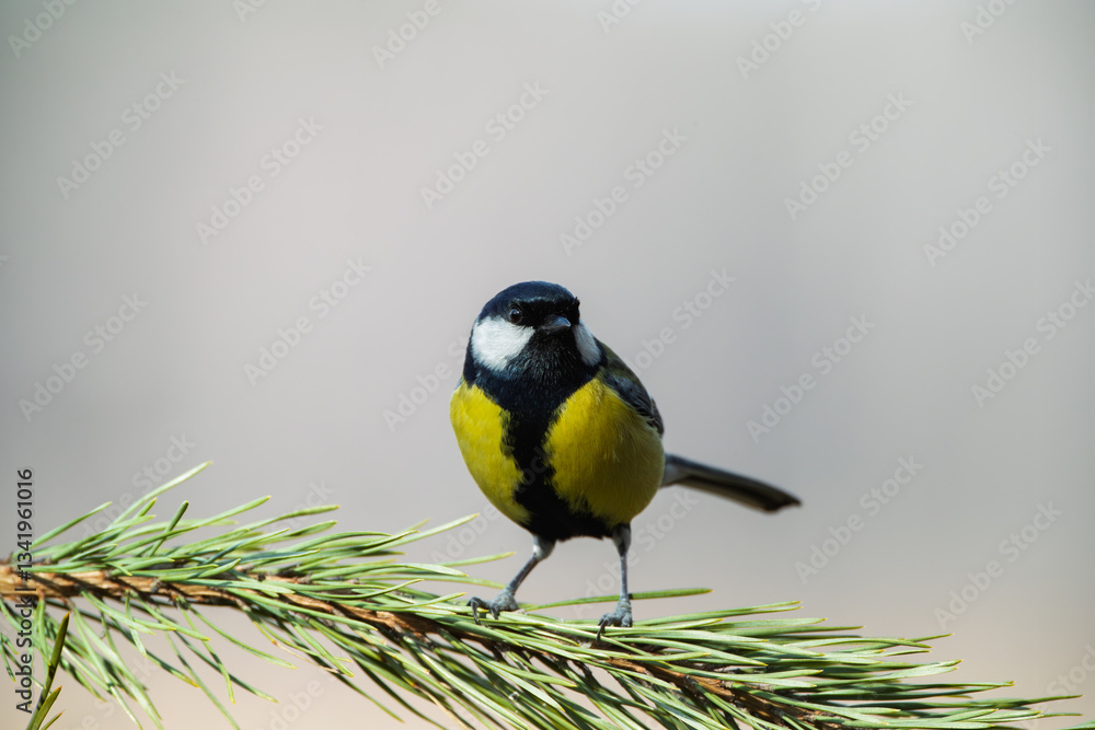 Obraz premium A great tit sitting on a spruce branch