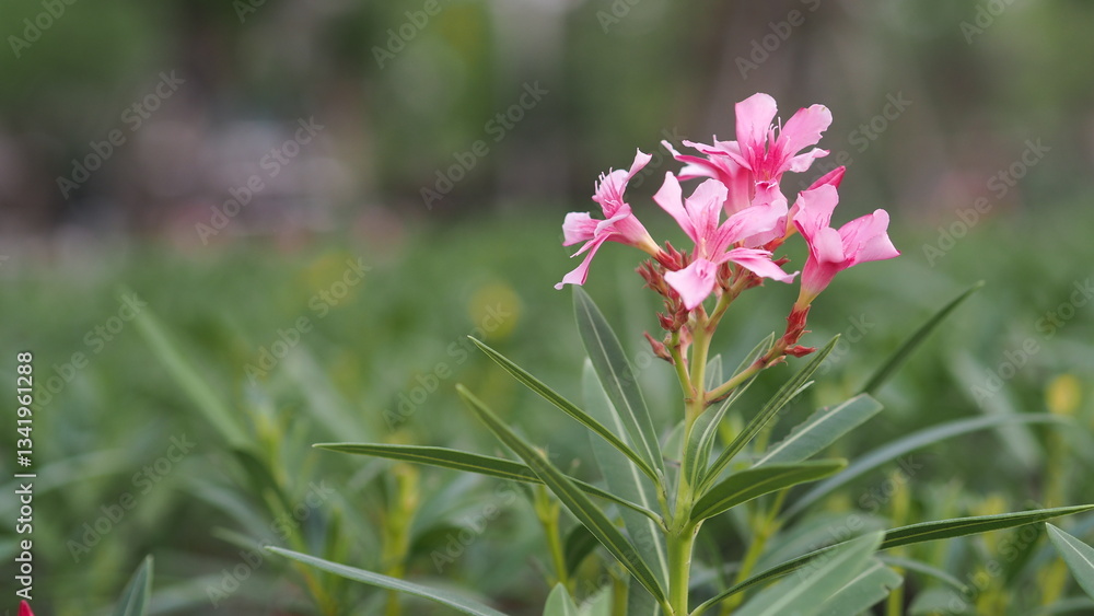 Obraz premium close-up pink leave in garden