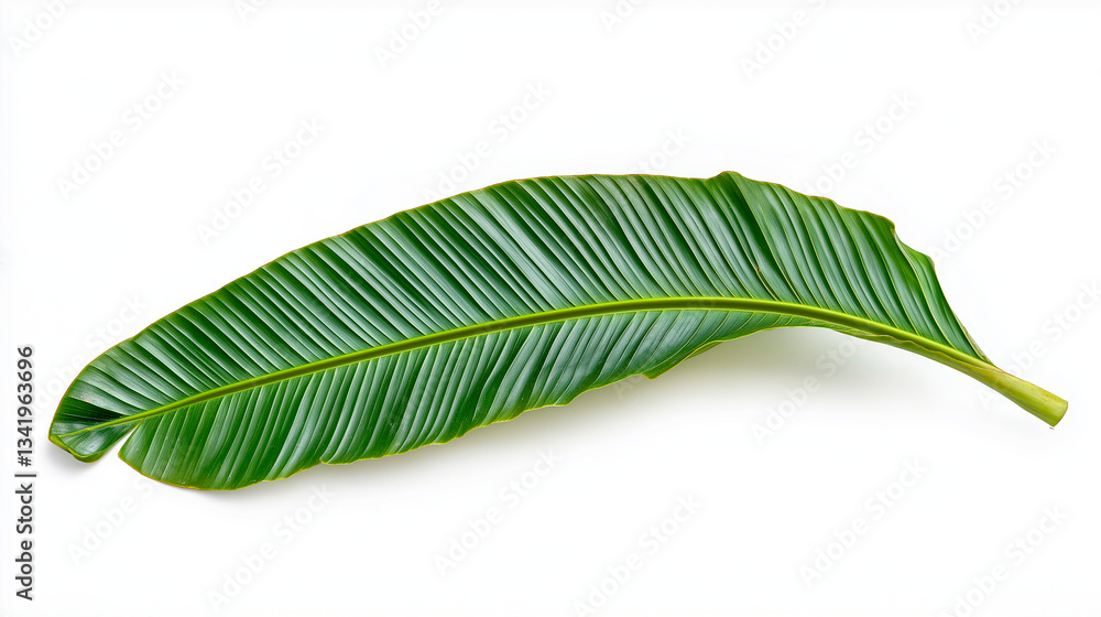 palm tree leaves isolated on white background