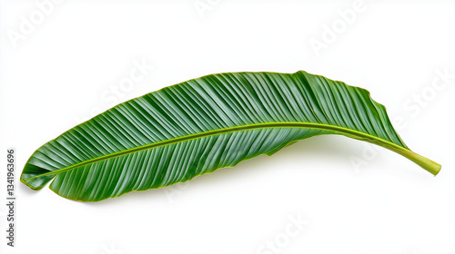 Obraz na płótnie palm tree leaves isolated on white background w salonie