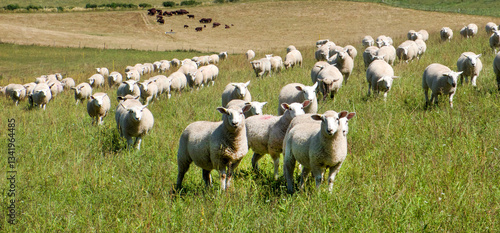 ten sheep in a row in a field looking at the camera with a flock of sheep behind