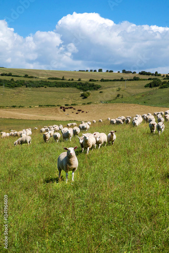 sheep grazing in a field, looking towards the camera

