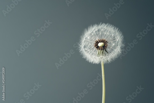 Wallpaper Mural A single dandelion seed head stands against a neutral background Torontodigital.ca