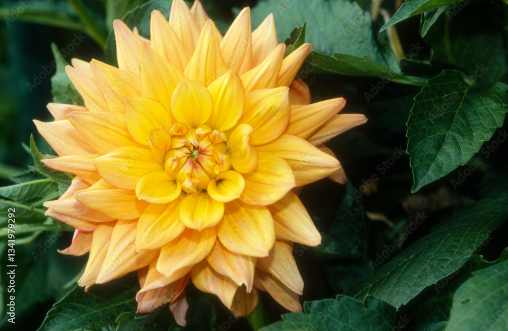 Obraz premium Dahlia décoratif 'Melodiy Dora''