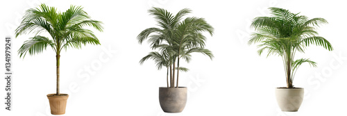 A potted palm tree with tall, arching fronds and a textured trunk, isolated on a transparent background