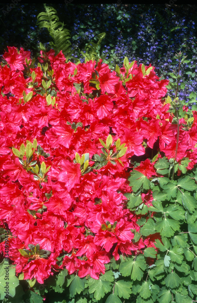 Azalée, rhodendron, Azalée de Vuyk 'Vuyk's Marlène' Azalée, rhodendron, Azalée de Vuyk 'Vuyk's Marlène'