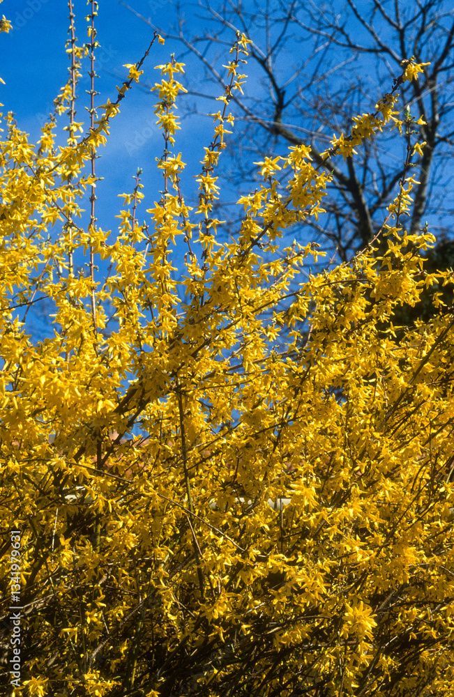 Forsythia, haie, forsythia spp. Forsythia, haie, forsythia spp.