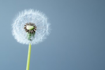 Tableau sur aluminium  A delicate dandelion with a partially formed seed head  © BabyEyes