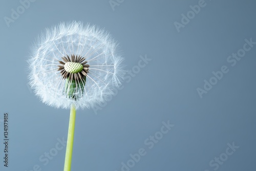 Wallpaper Mural A delicate dandelion with a partially formed seed head Torontodigital.ca