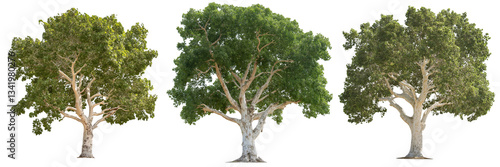 A sycamore tree with wide, spreading branches and distinctive mottled bark, isolated on a transparent background