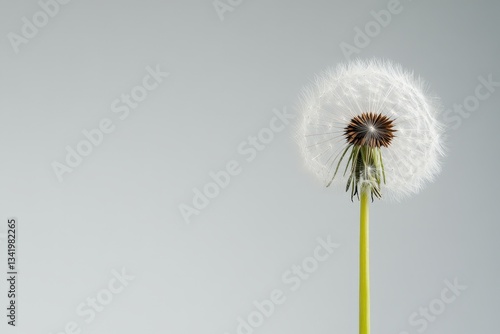 Wallpaper Mural A single dandelion seed head isolated on a soft background Torontodigital.ca