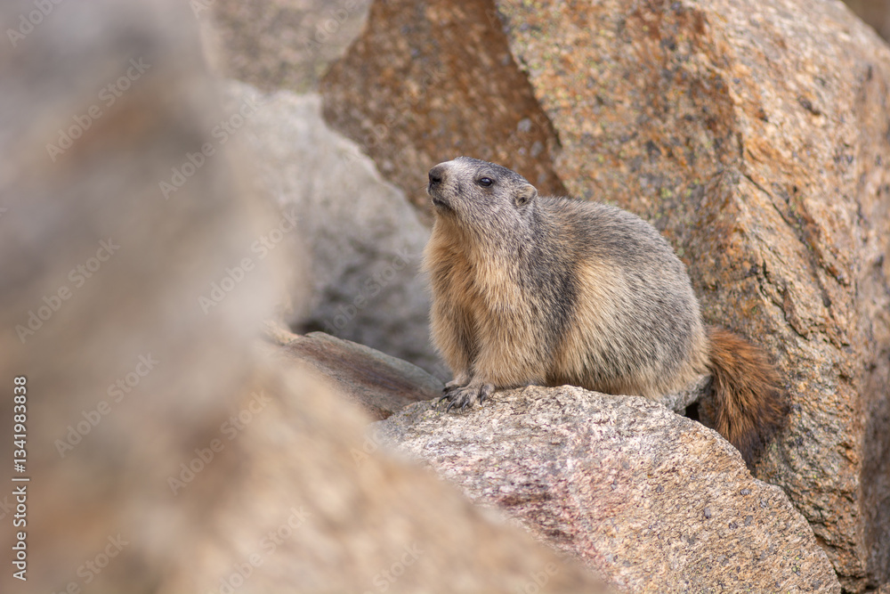 Alpine marmot (Marmota marmota) is standing on a rock Alpine marmot (Marmota marmota) is standing on a rock