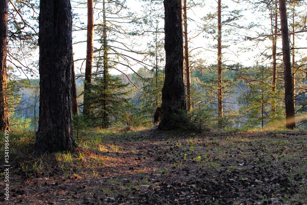 Fototapeta premium pine trees in the spring forest