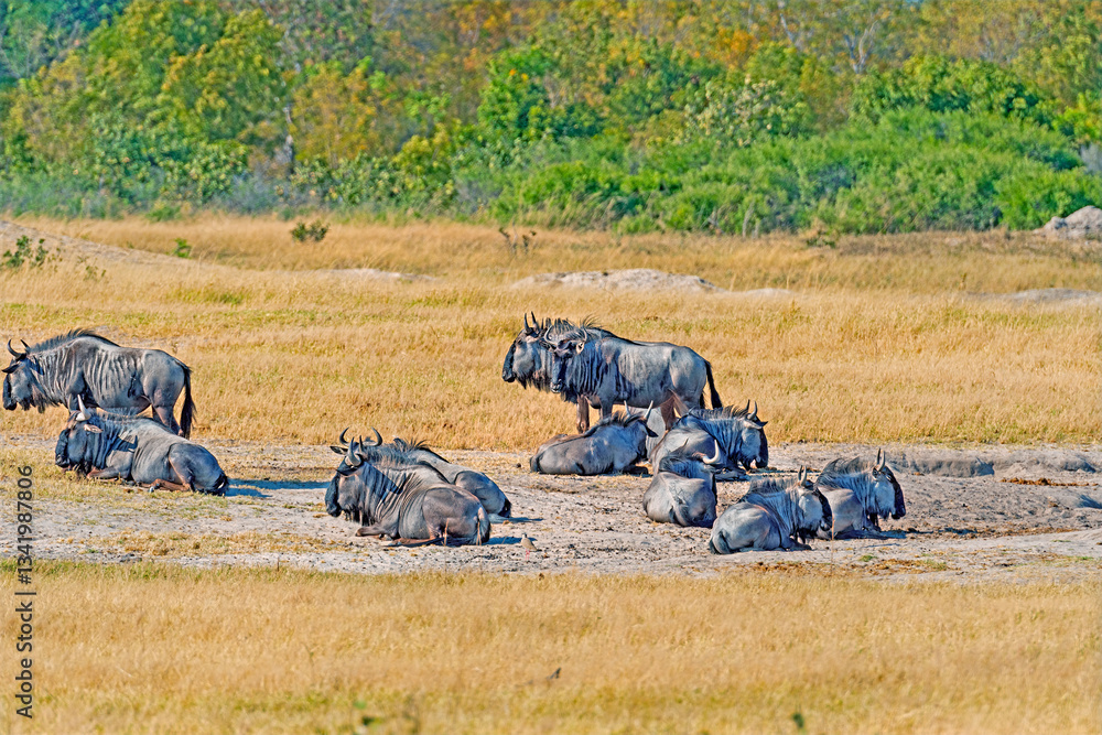 A Herd of Wildebeest by A Waterhole