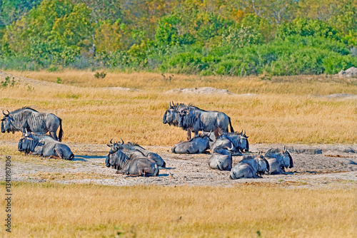 Obraz na płótnie A Herd of Wildebeest by A Waterhole w salonie