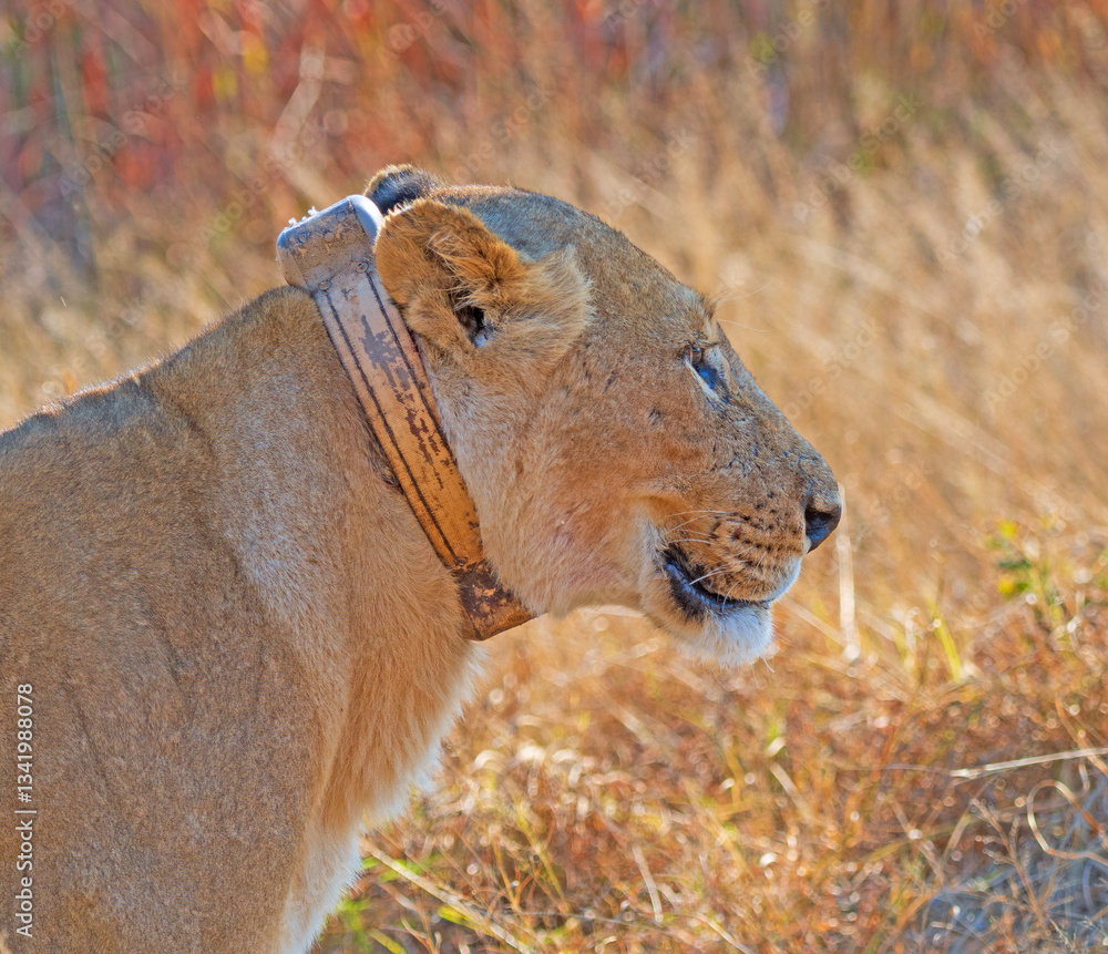 African Lioness With a Radio Tracking Collar